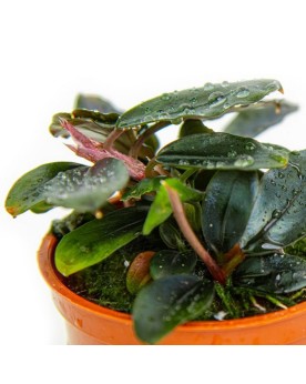 Bucephalandra  Sordida Blue  - en Pot